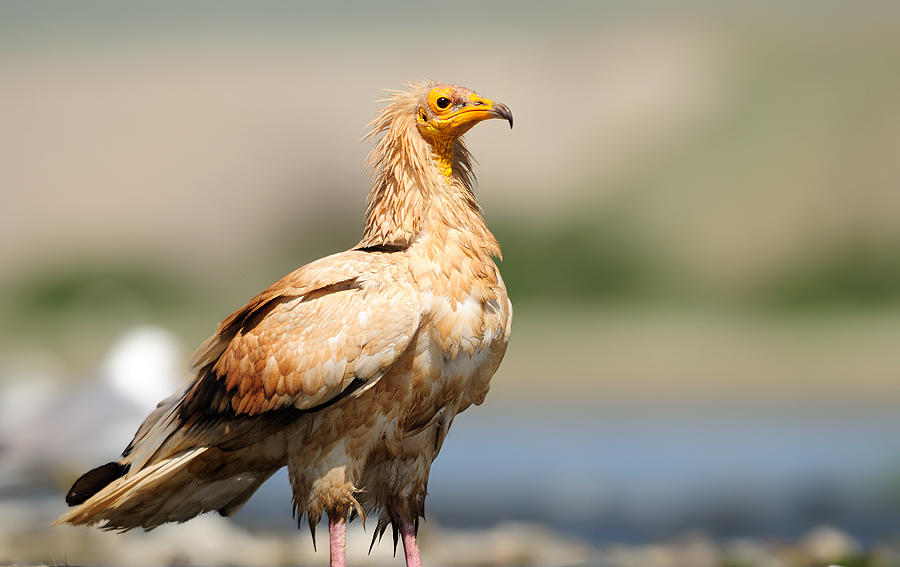 Egyptian Vulture