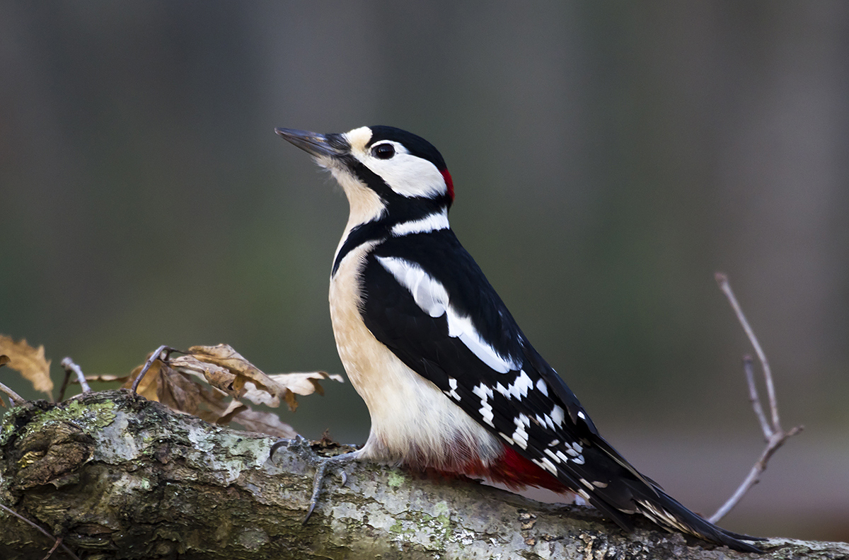 Great Spotted Woodpecker