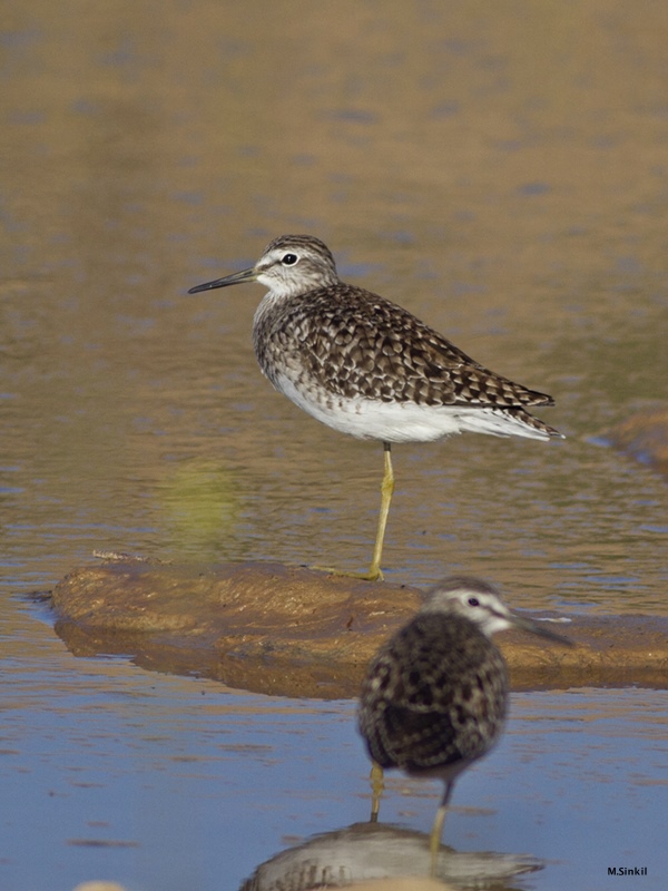 Wood Sandpiper