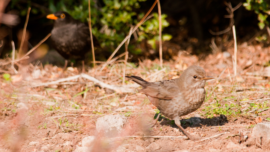 Common Blackbird