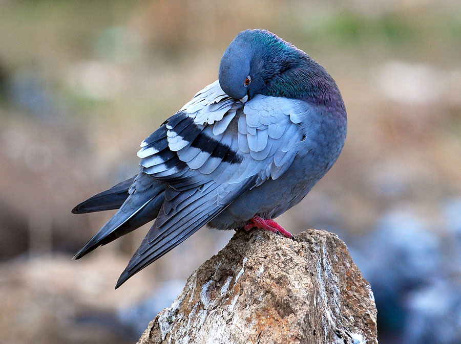 Rock Dove