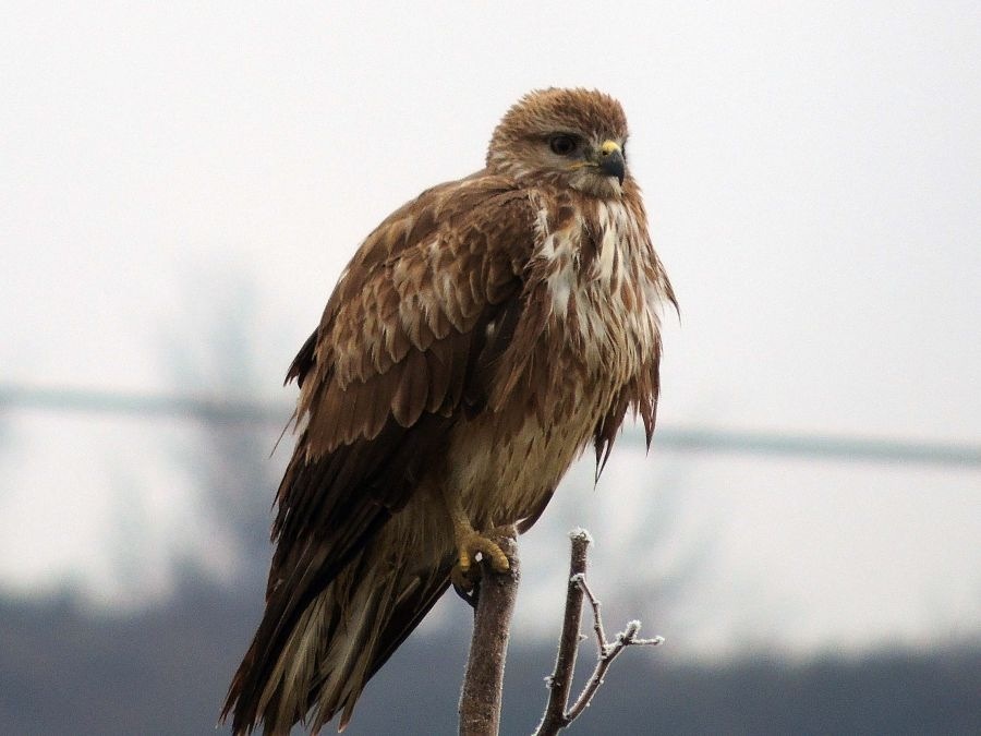 Common Buzzard
