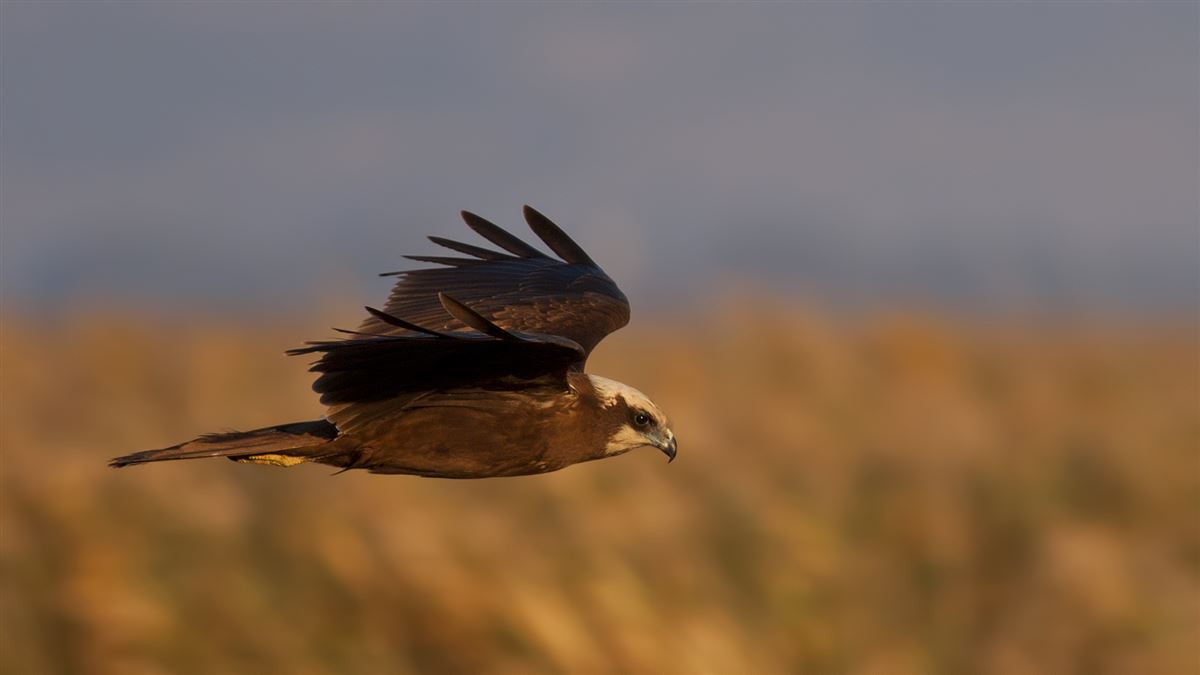 Western Marsh Harrier