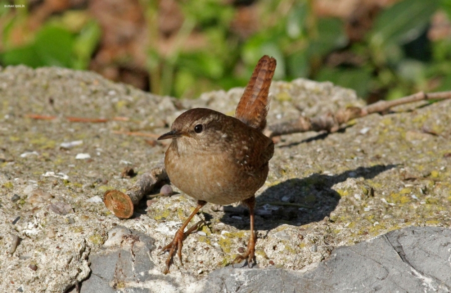 Eurasian Wren