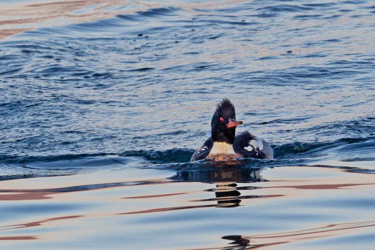 Red-breasted Merganser