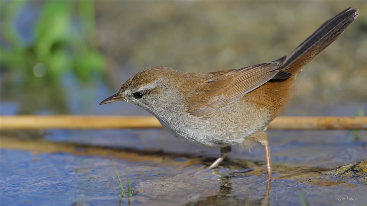Cetti`s Warbler