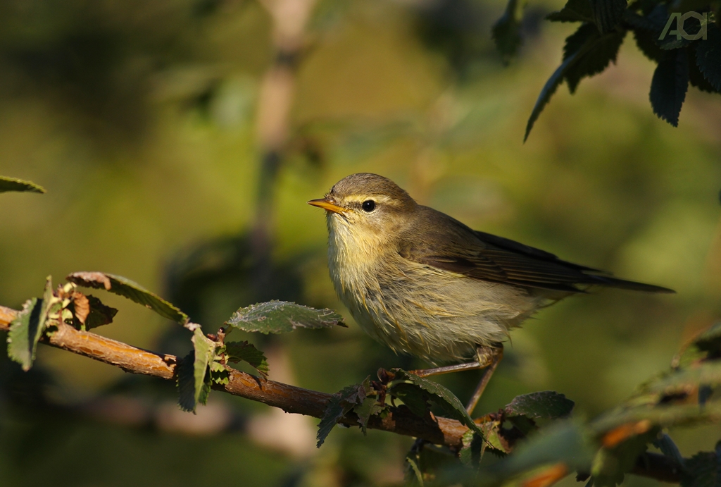 Willow Warbler