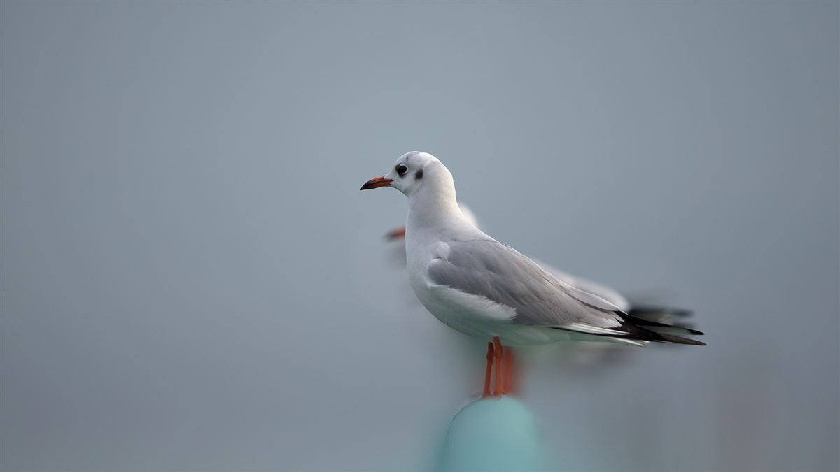 Black-headed Gull