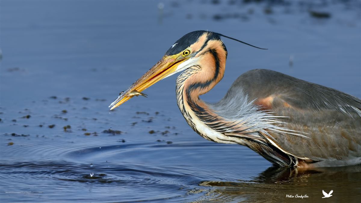 Purple Heron