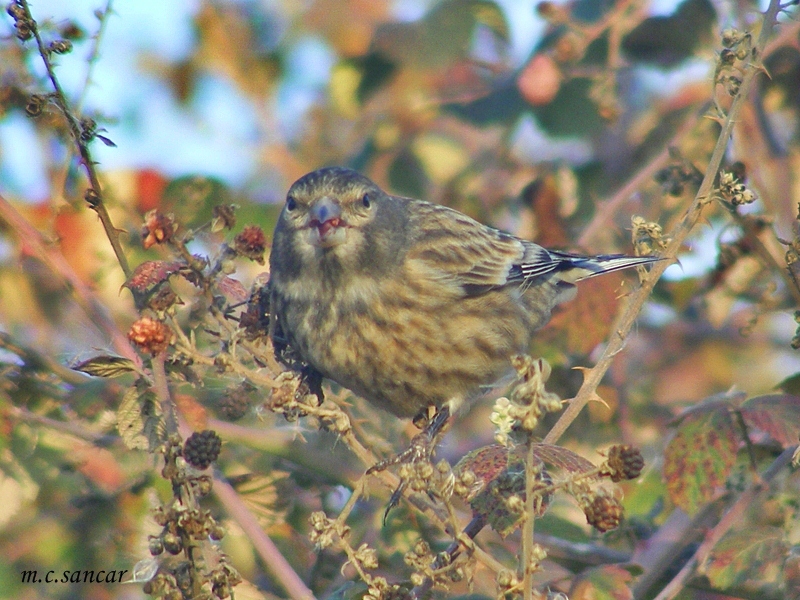 Common Linnet