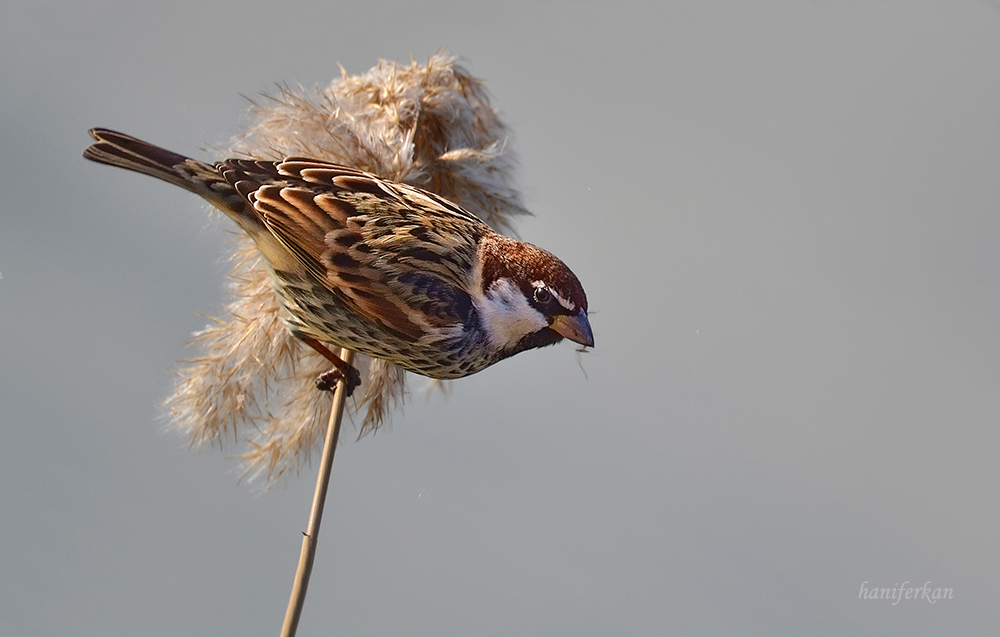 Spanish Sparrow