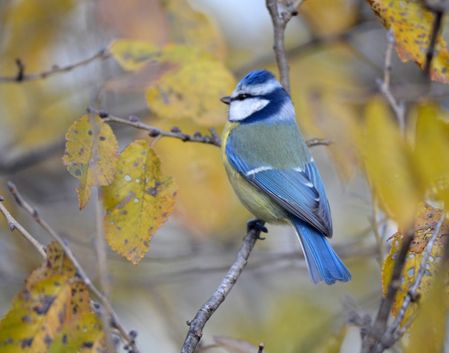 Eurasian Blue Tit