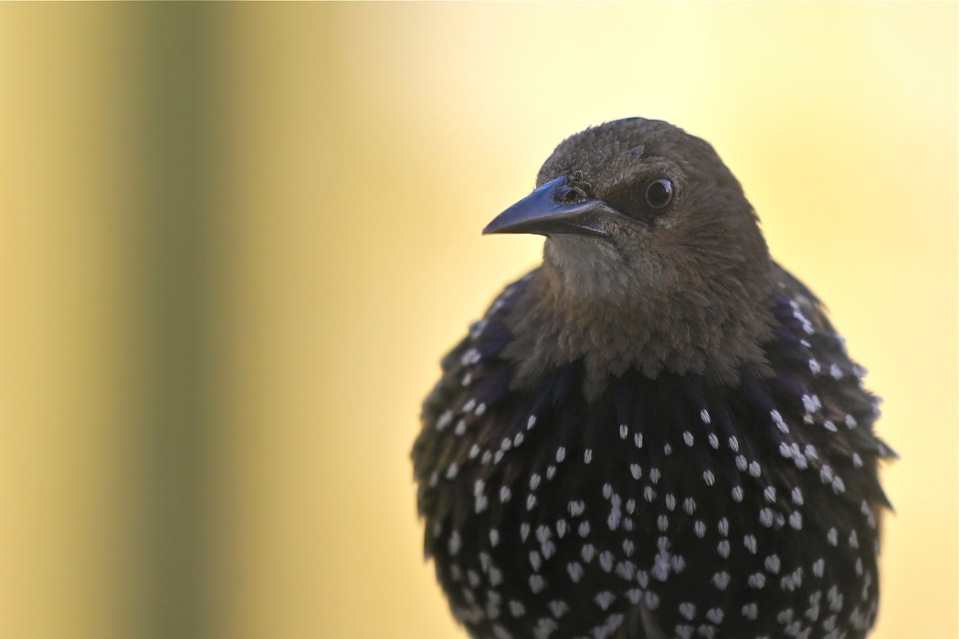 Common Starling