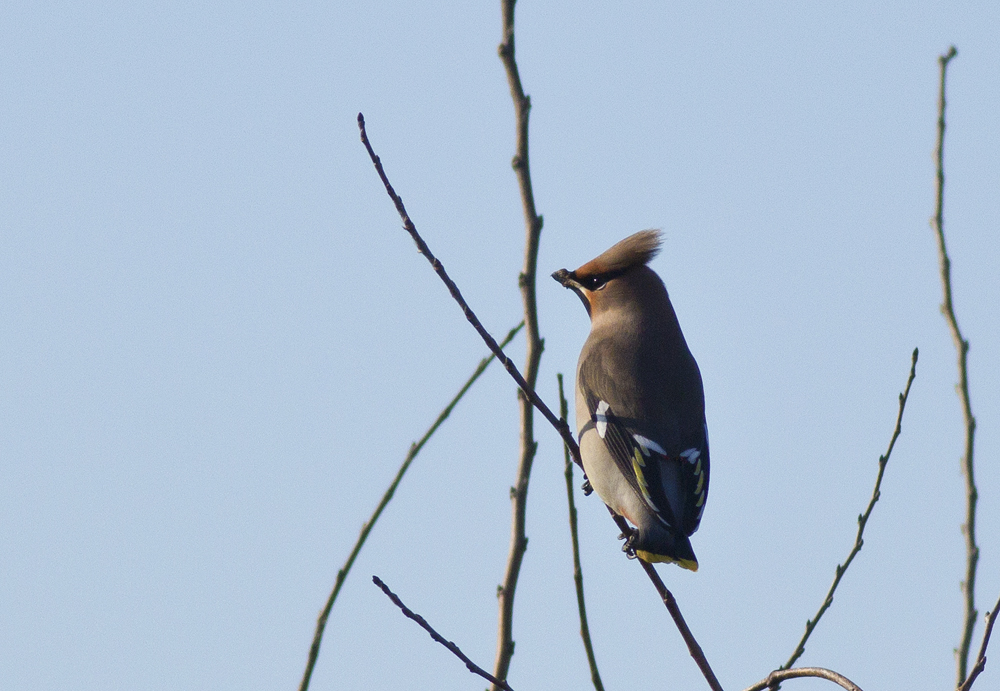 Bohemian Waxwing