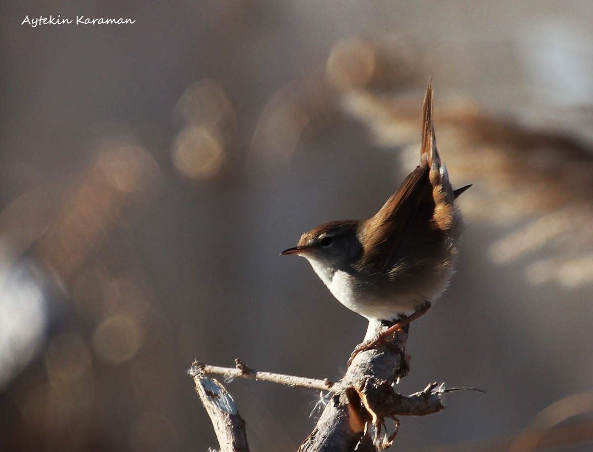 Cetti`s Warbler
