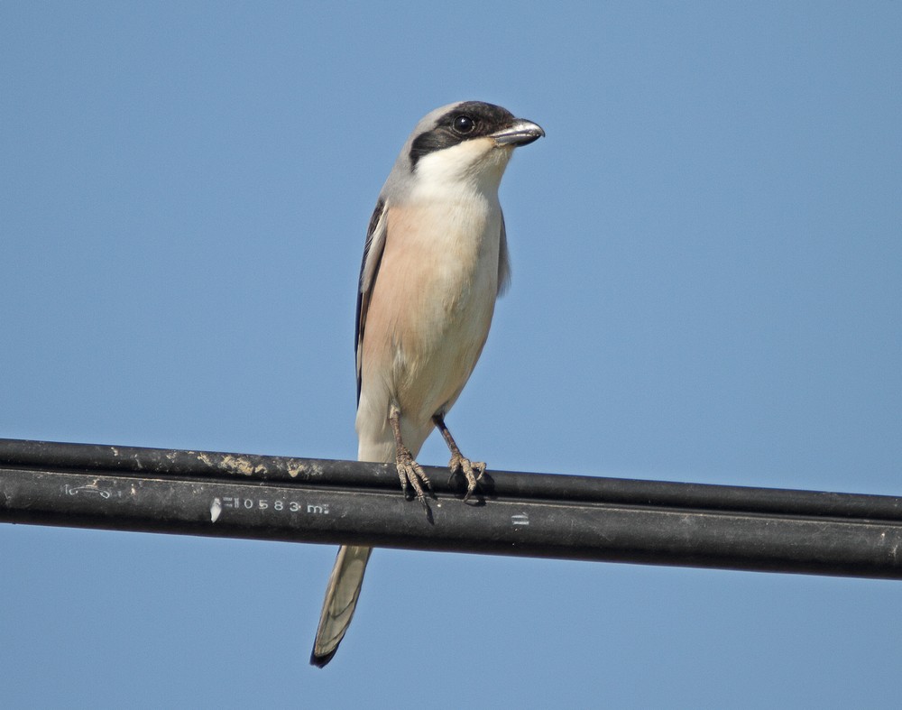 Lesser Grey Shrike