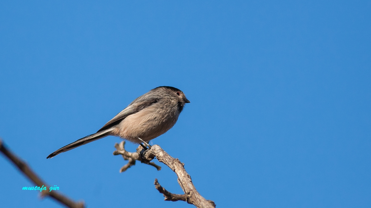 Long-tailed Tit