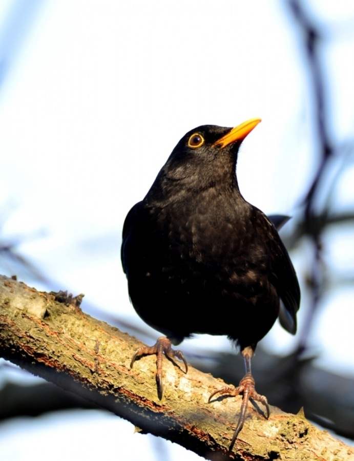 Common Blackbird