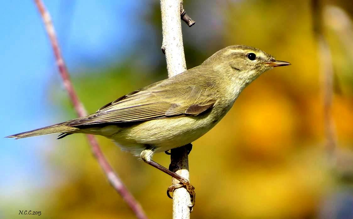 Willow Warbler