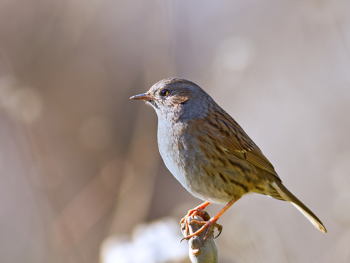 Dunnock