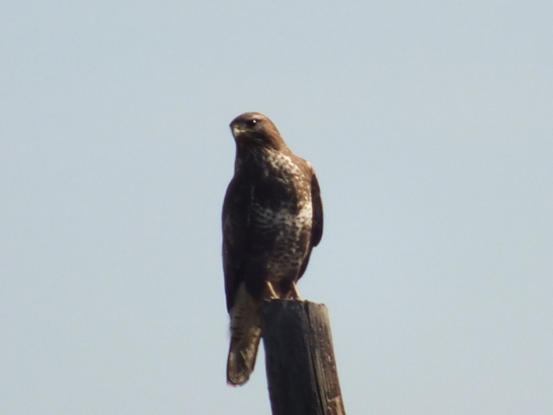 Common Buzzard