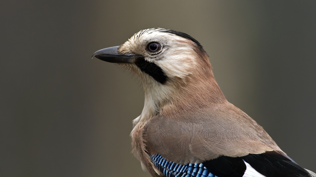 Eurasian Jay