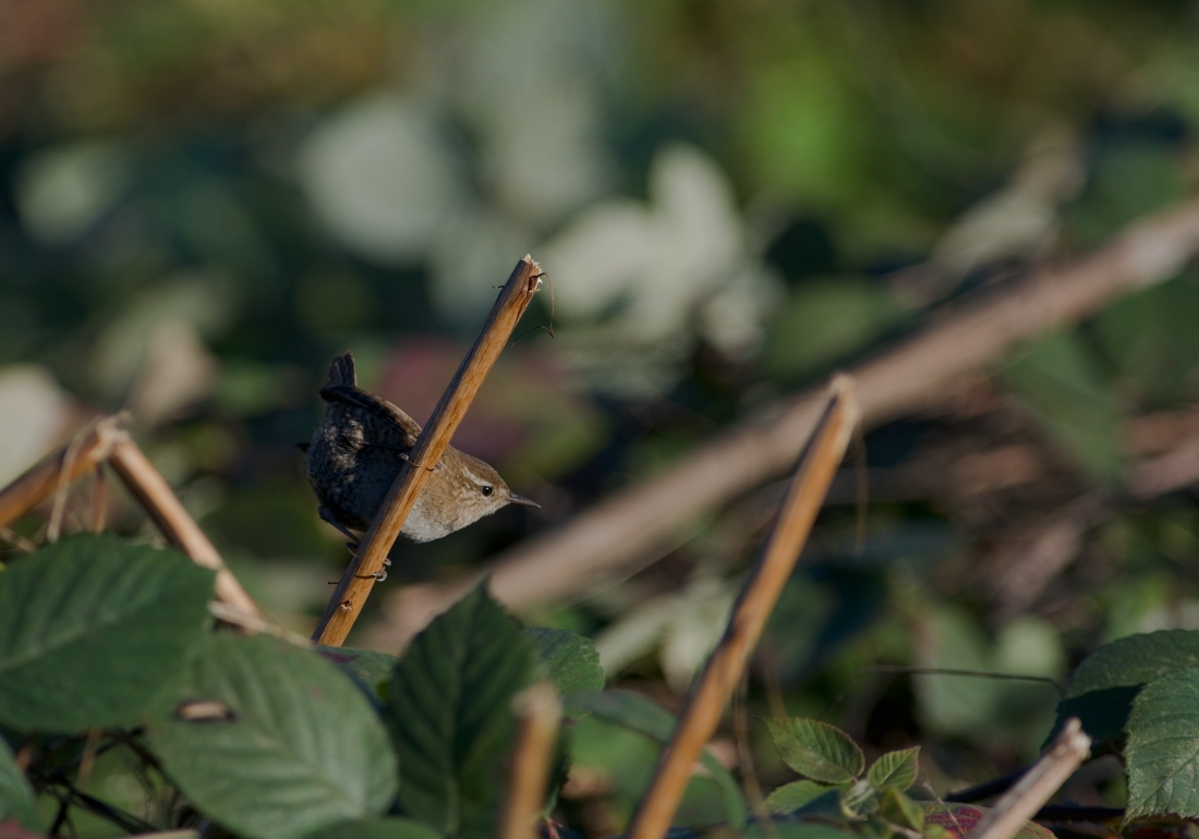 Eurasian Wren