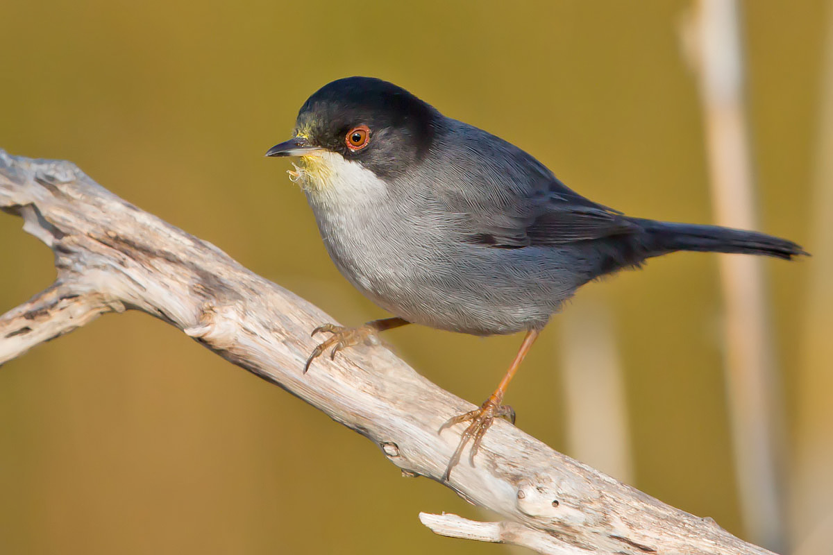 Sardinian Warbler