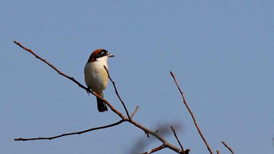 Woodchat Shrike