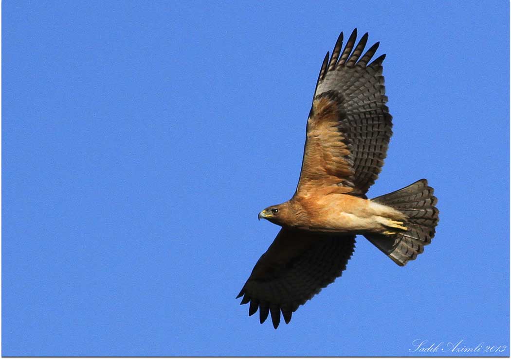 Bonelli`s Eagle
