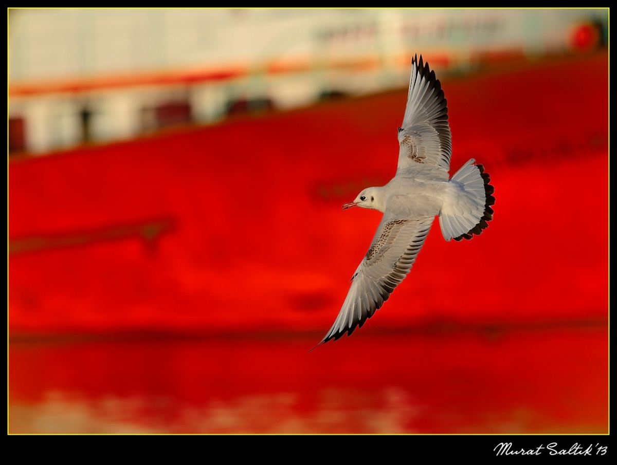 Black-headed Gull