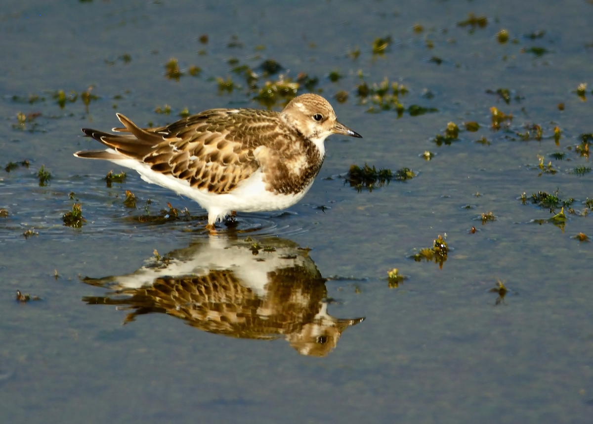 Ruddy Turnstone