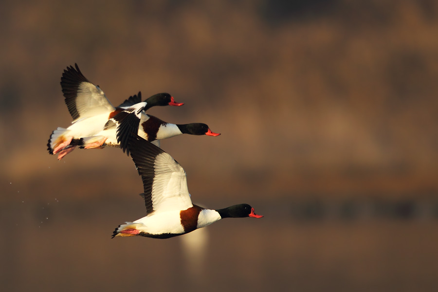 Common Shelduck