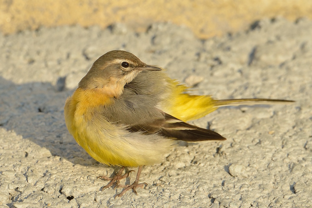 Grey Wagtail
