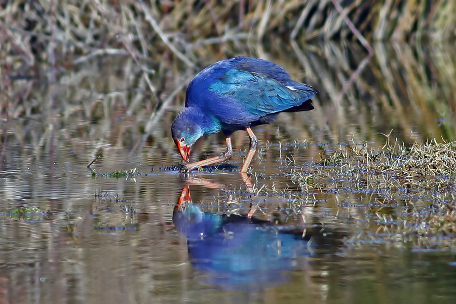 Grey-headed Swamphen