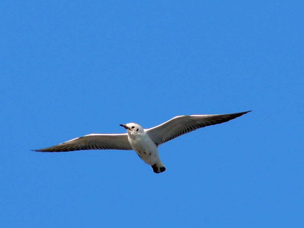 Black-headed Gull