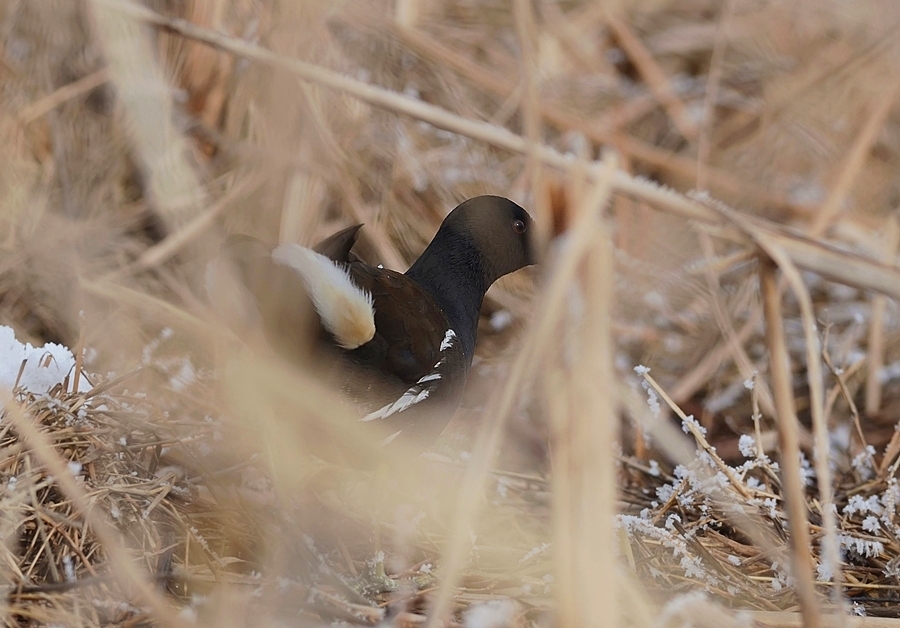 Common Moorhen