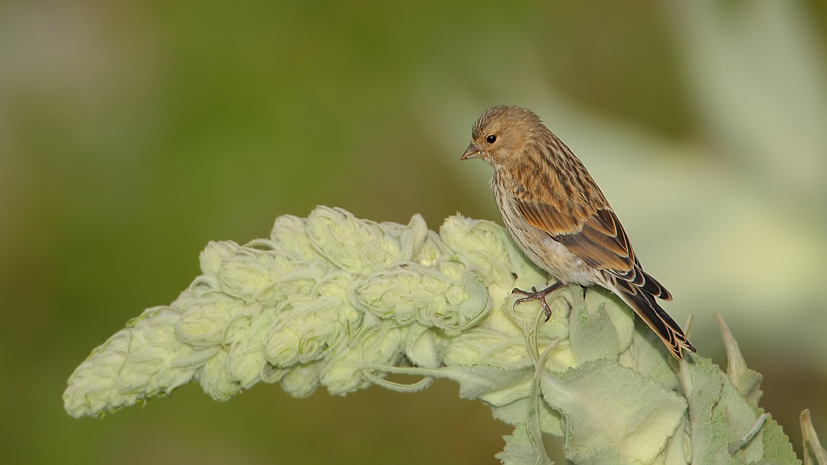 Common Linnet