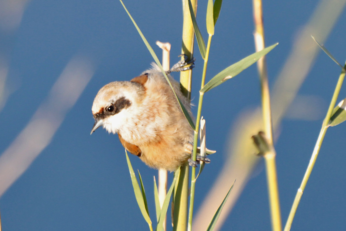 Eurasian Penduline Tit