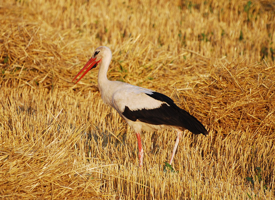 White Stork