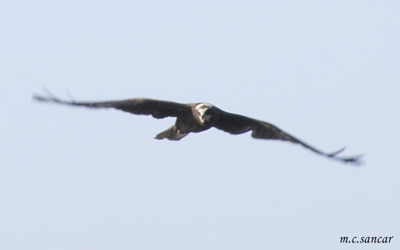 Western Marsh Harrier