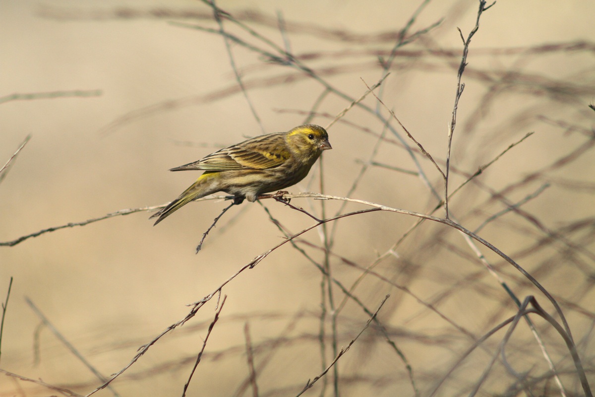 European Serin