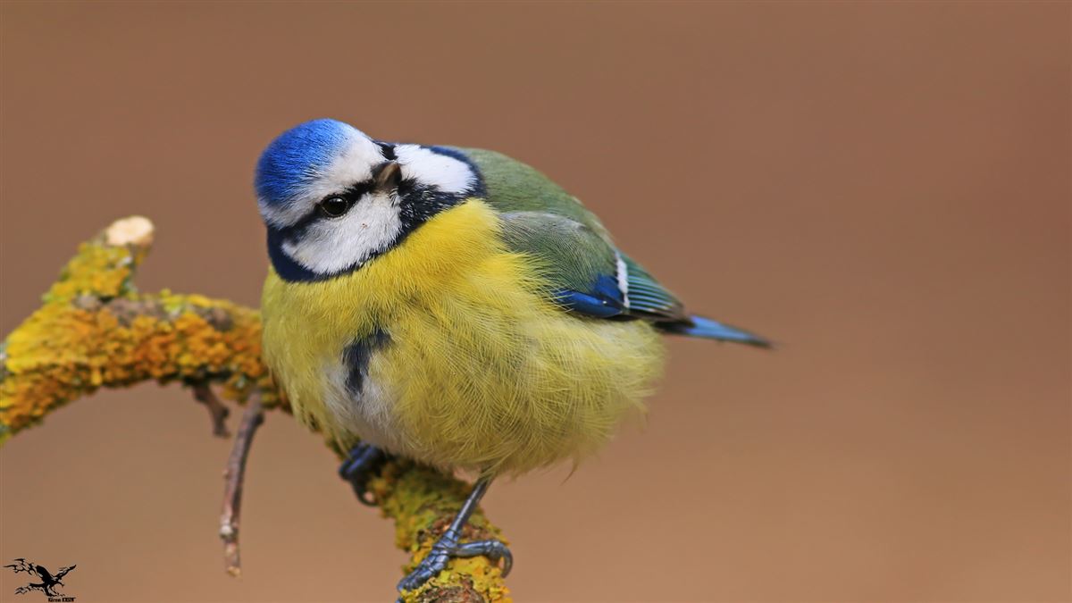 Eurasian Blue Tit