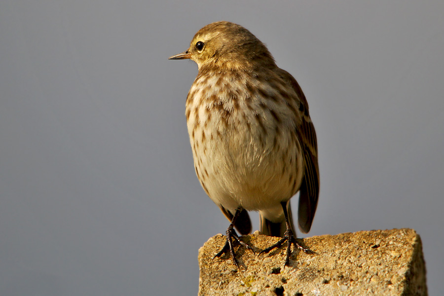 Water Pipit