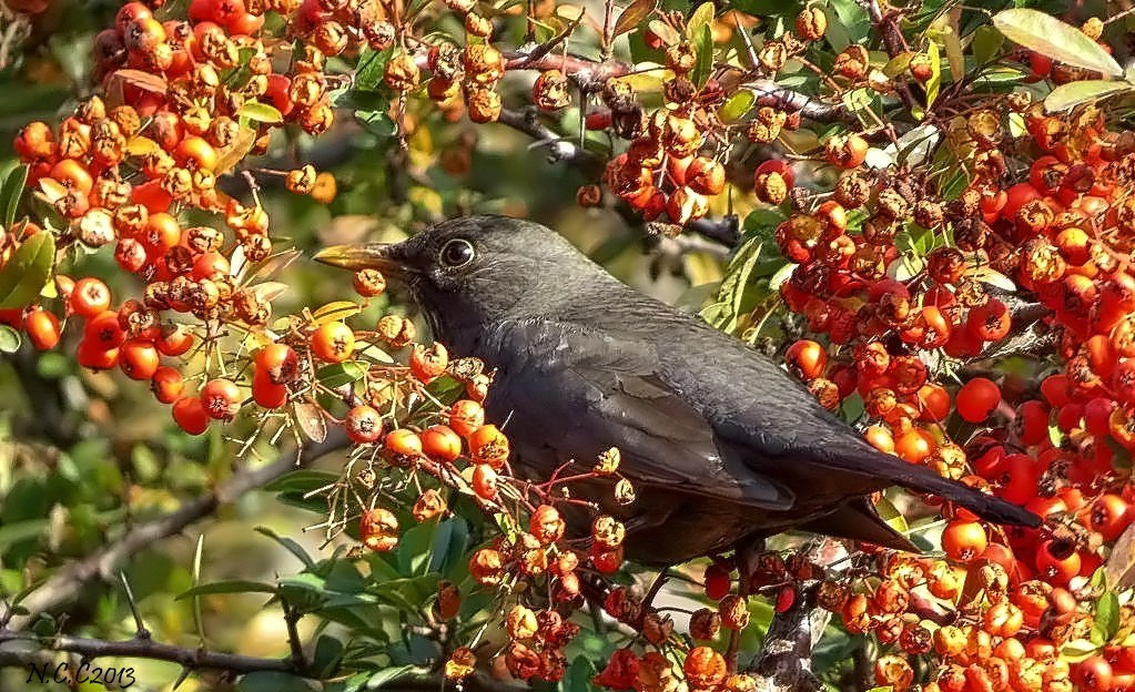 Common Blackbird