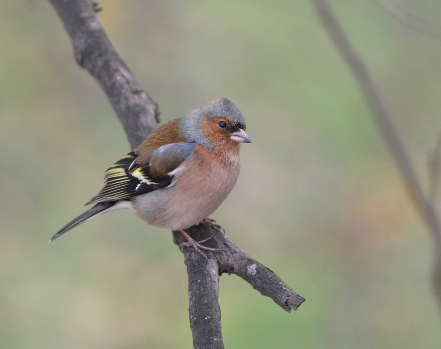 Eurasian Chaffinch