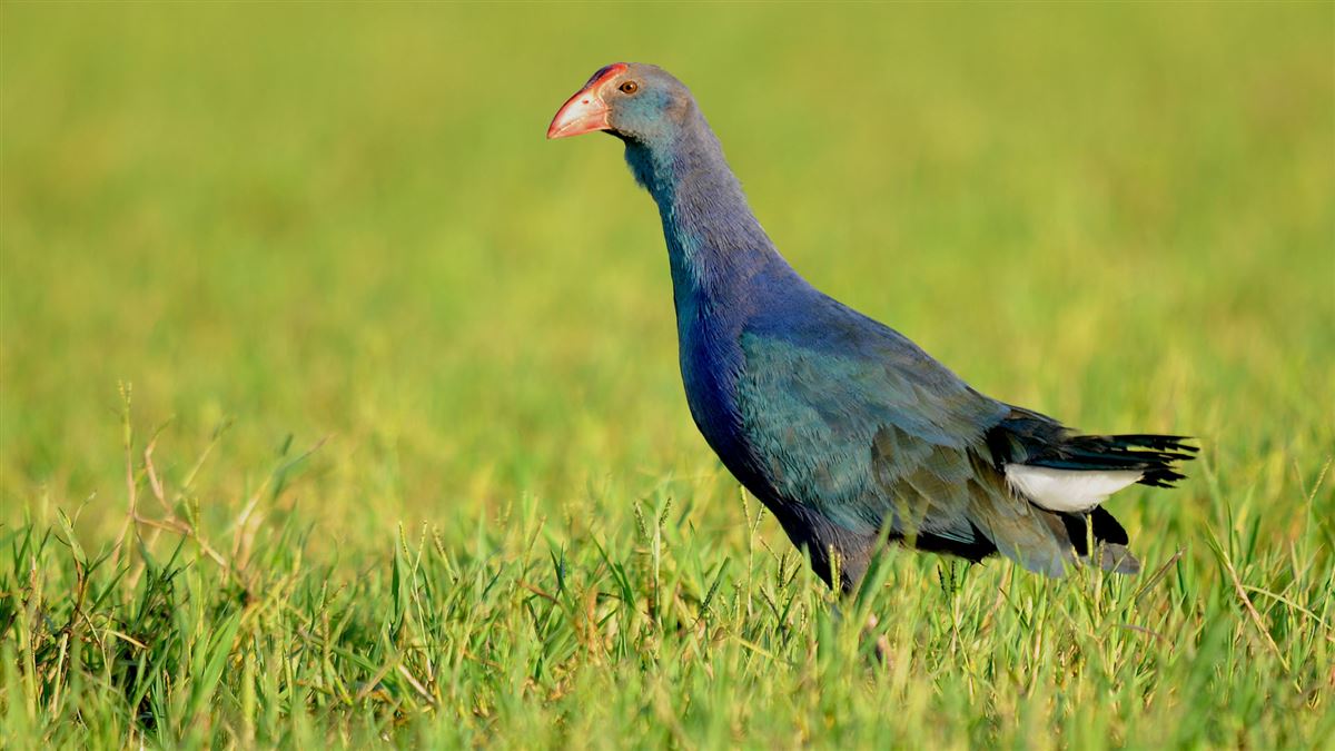 Grey-headed Swamphen