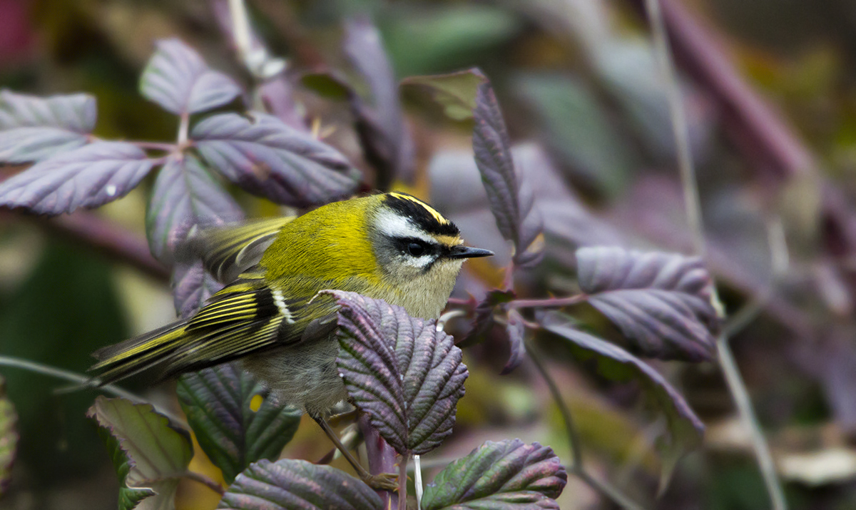 Common Firecrest
