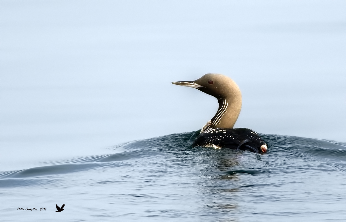 Black-throated Loon