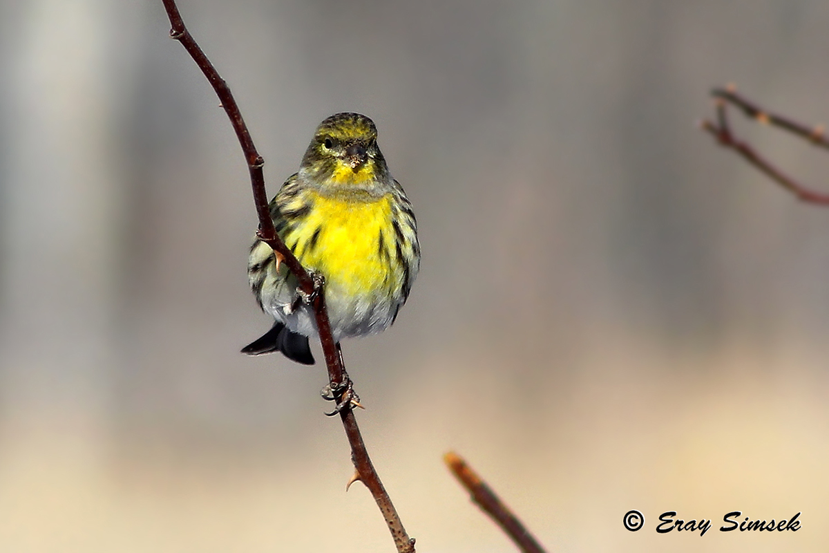 European Serin